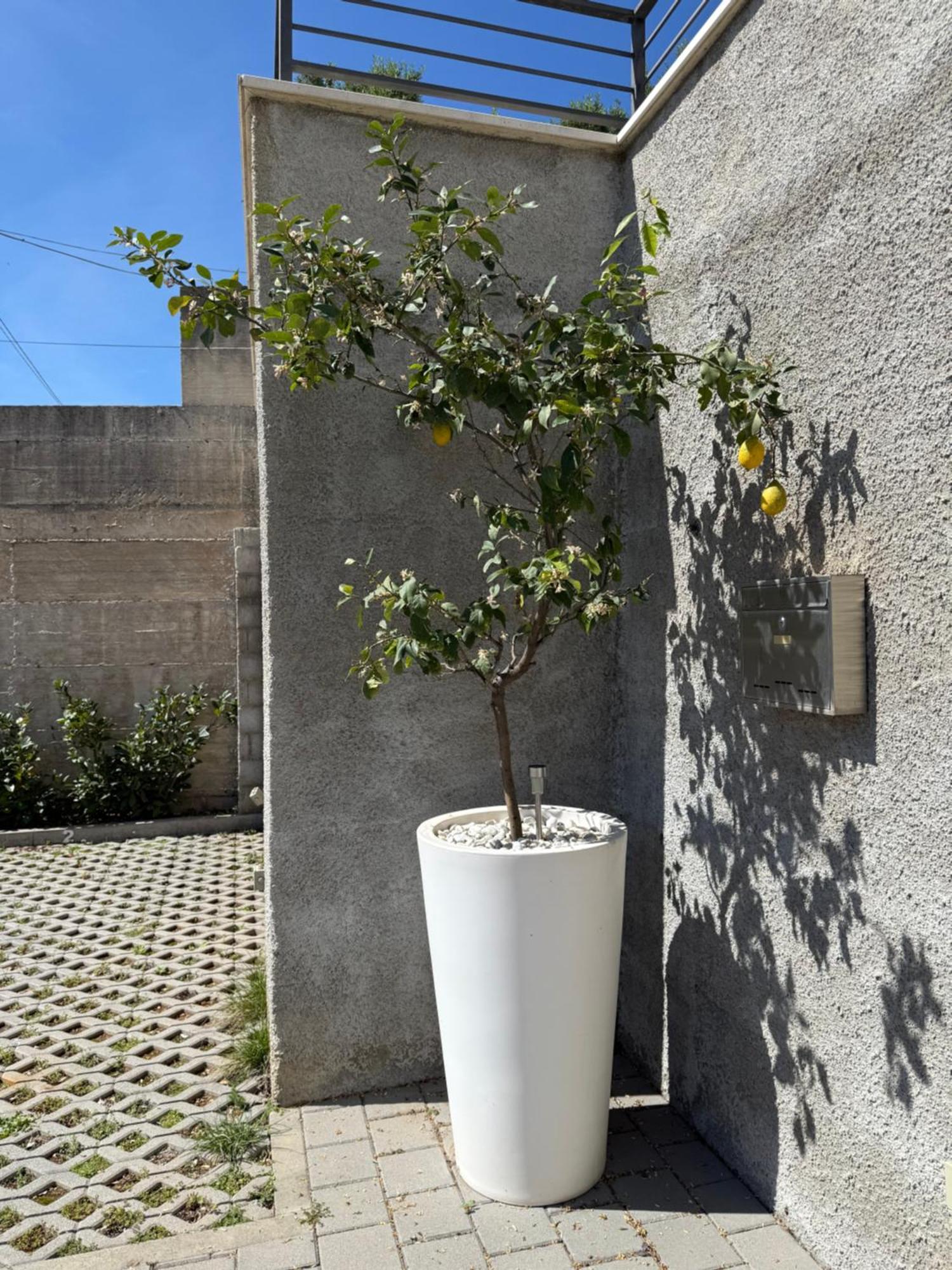 Lemon Tree Dubrovnik Apartments ภายนอก รูปภาพ